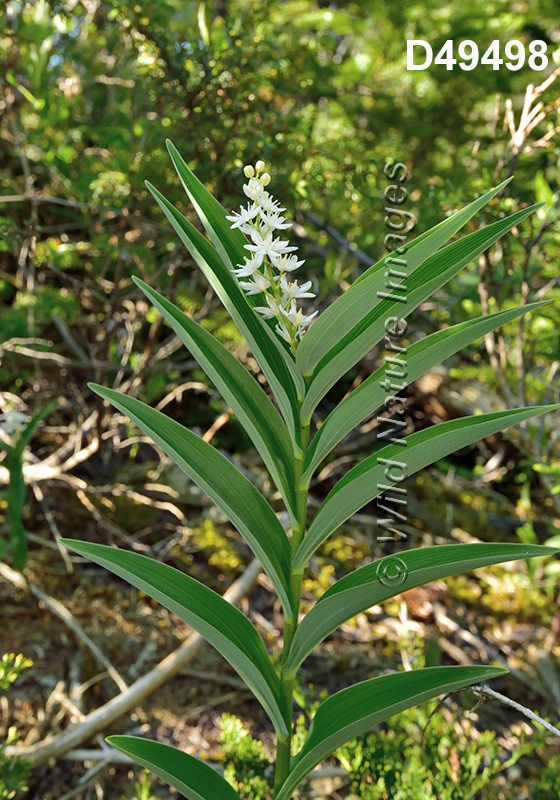 Maianthemum-stellatum