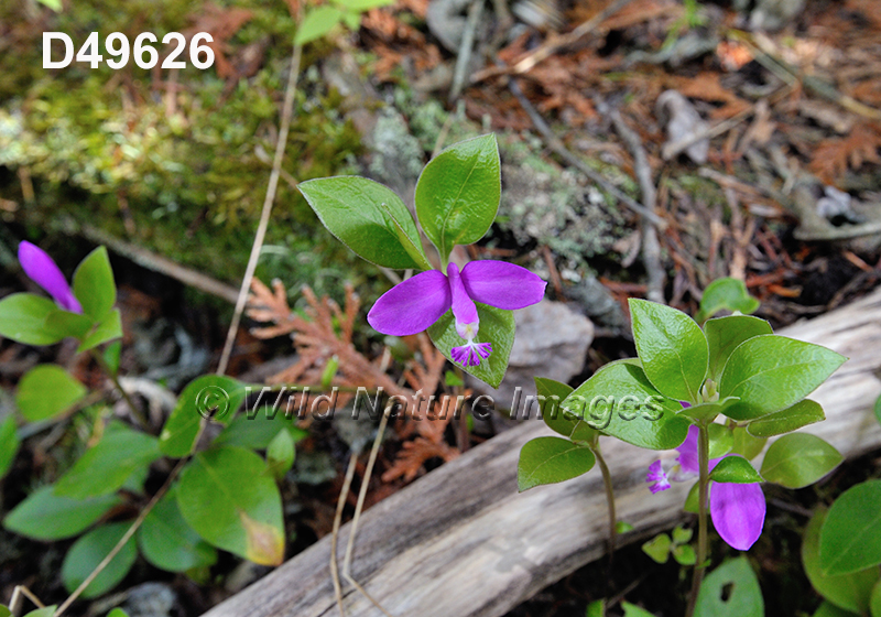 Polygala-paucifolia