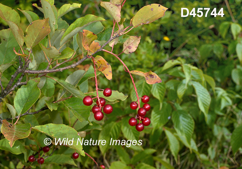 Prunus-virginiana Chokecherry